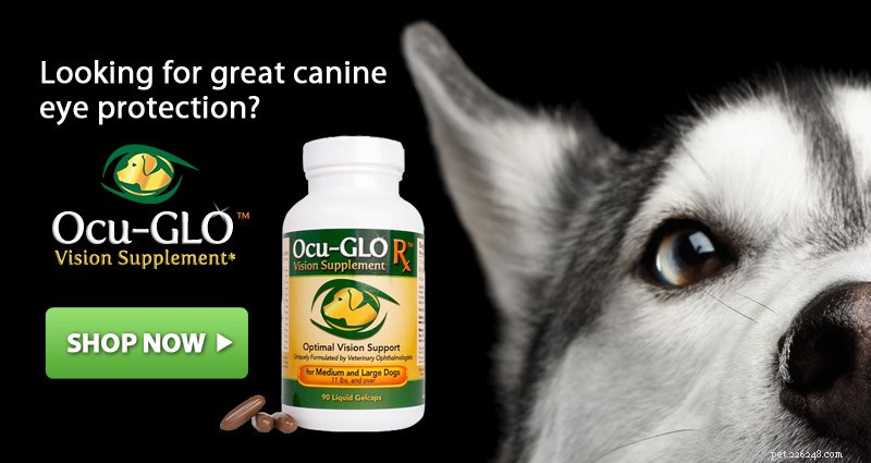 Understanding Dry Eye (Keratoconjunctivitis Sicca) in Dogs: Causes, Symptoms, and Treatment