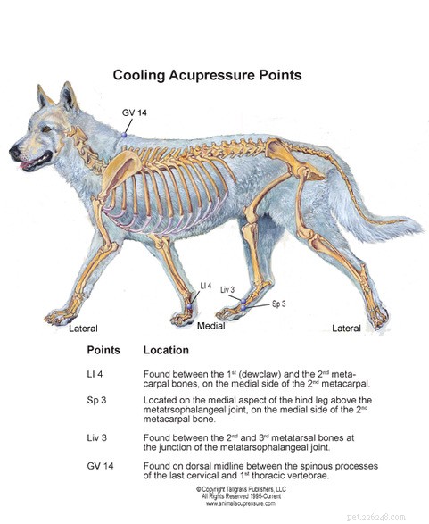 Seasonal Acupressure: Balance Your Dog’s Energy Year-Round