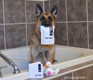 Brynn: German Shepherd Champion for Canine Health & EPI Awareness