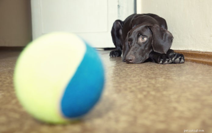Understanding Dogs with Low Play Drive: Causes and Training Tips