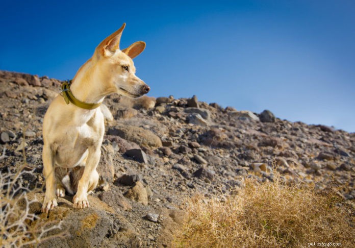 Immediate First Aid for Dogs Bitten by Snakes: What You Need to Know