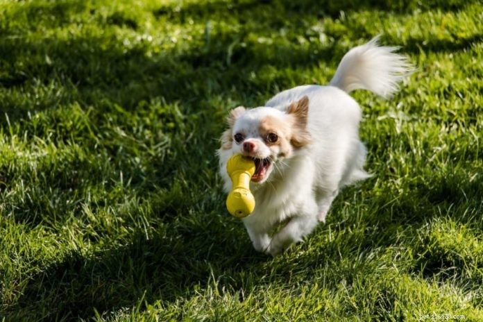 How Interactive Toys Benefit Your Dog: Boost Mental Health & Reduce Destructive Behavior