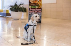 Service, Therapy & Emotional Support Dogs: Understanding Their Roles and Impact