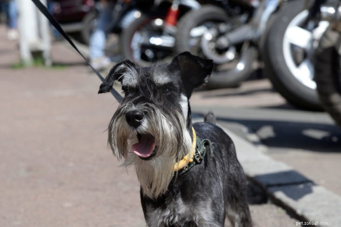 How to Stop Dogs from Chasing Cars: Proven Strategies for Safer Walks