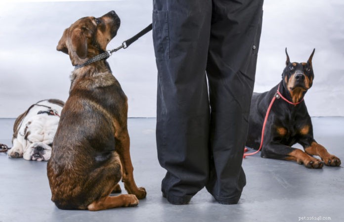 Why You Should Enroll Your New Puppy in a Training Class: 4 Key Benefits