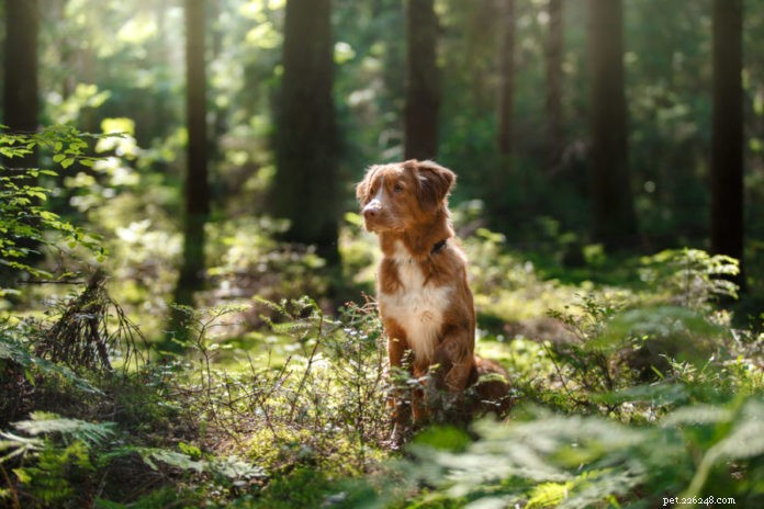 Protect Your Dog from Lyme Disease: Prevention Tips and Tick Management