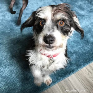 Meet Spencer: The Hawaii Rescue Pup Inspiring Kids to Be Responsible Pet Parents