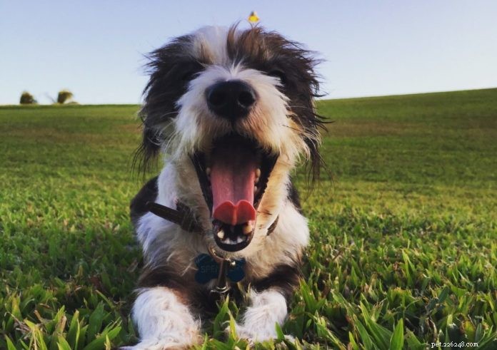 Meet Spencer: The Hawaii Rescue Pup Inspiring Kids to Be Responsible Pet Parents