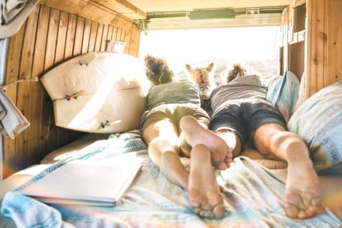 6 Must‑Do Summer Activities for You and Your Dog