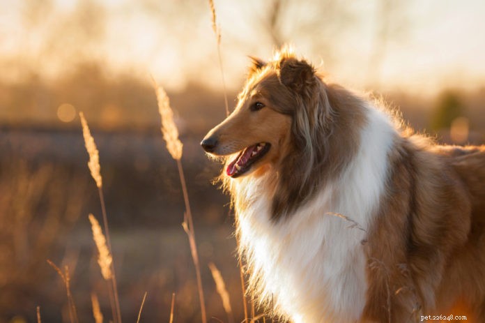 How to Feed Your Dog for Vibrant Skin and a Glossy Coat