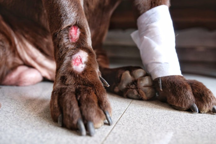 Recognizing and Treating Hot Spots in Dogs: A Comprehensive Guide