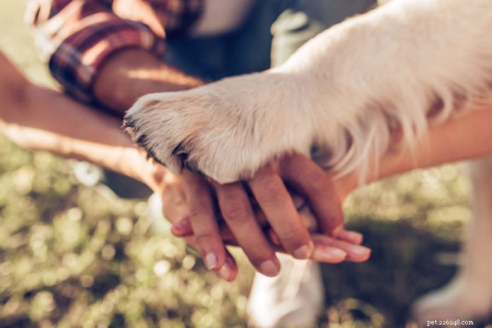 The Ultimate Guide to Keeping Your Dog’s Paws Healthy