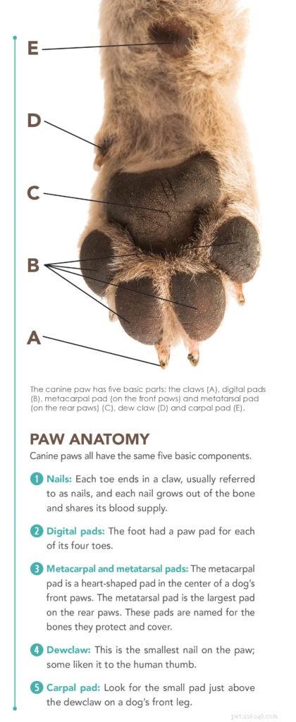 The Ultimate Guide to Keeping Your Dog’s Paws Healthy