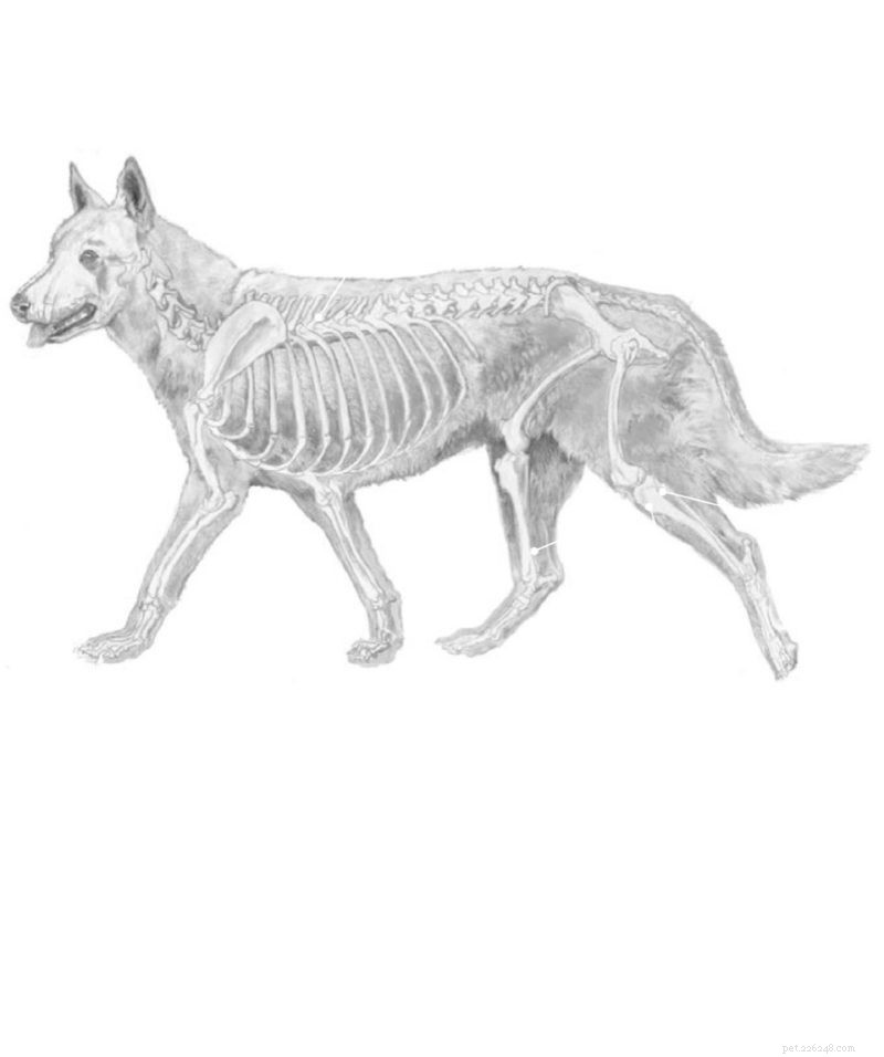 Spring Conditioning for Dogs: Acupressure Techniques to Boost Fitness & Reduce Injury