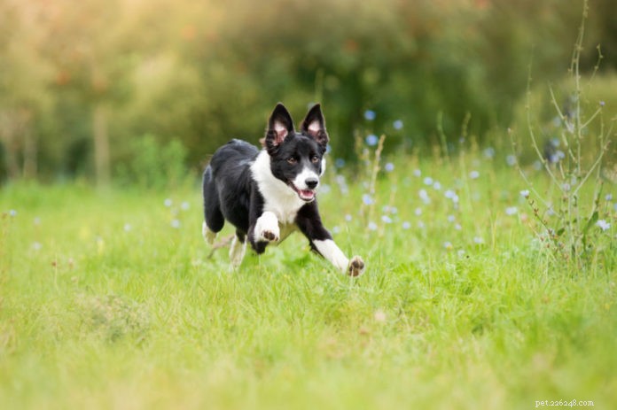 Spring Conditioning for Dogs: Acupressure Techniques to Boost Fitness & Reduce Injury