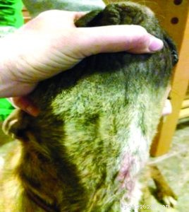 Integrated Conventional & Complementary Treatments for Persistent Dog Mange