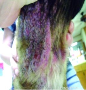 Integrated Conventional & Complementary Treatments for Persistent Dog Mange