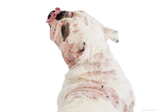 Integrated Conventional & Complementary Treatments for Persistent Dog Mange