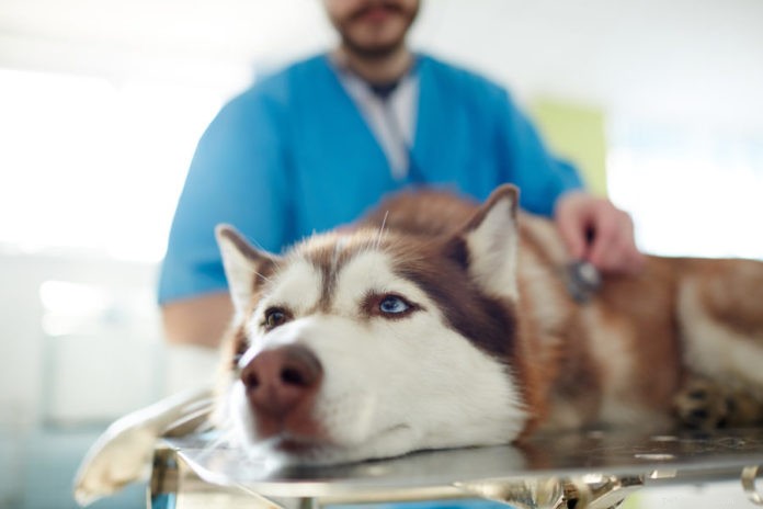 Understanding and Managing Common Digestive Issues in Dogs