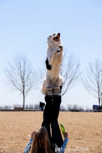 Hero the Super Collie: From Farm Pup to America’s Got Talent Sensation