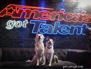 Hero the Super Collie: From Farm Pup to America’s Got Talent Sensation
