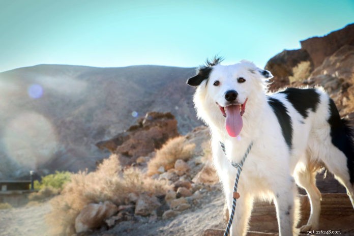 Hero the Super Collie: From Farm Pup to America’s Got Talent Sensation