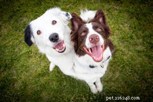 Hero the Super Collie: From Farm Pup to America’s Got Talent Sensation