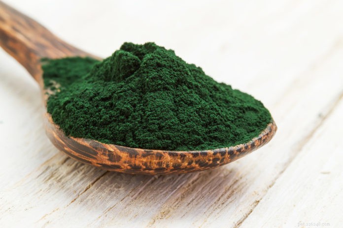 Boost Your Dog’s Health with Microalgae: A Guide to AFA Benefits