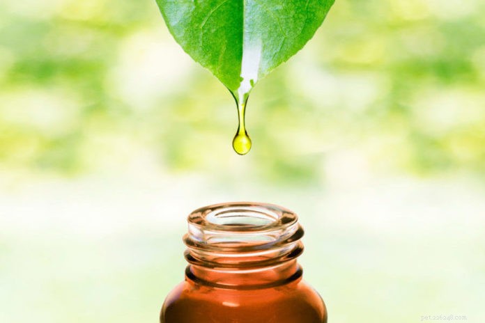Copaiba Essential Oil: A Natural Solution for Canine Joint Pain