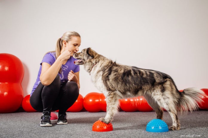 Conditioning for Canine Athletes: Injury Prevention & Performance Boost
