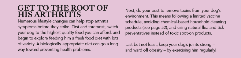 Comprehensive A-Z Guide to Natural Remedies for Canine Arthritis