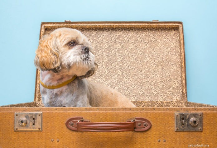 How to Safely Travel with Your Senior Dog: 8 Essential Tips