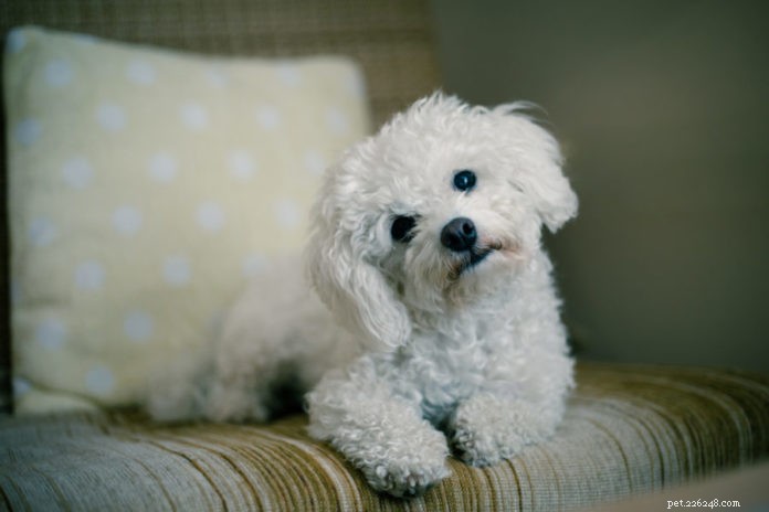 Exploring the Link Between Vitamin D Deficiency and Canine Cognitive Dysfunction