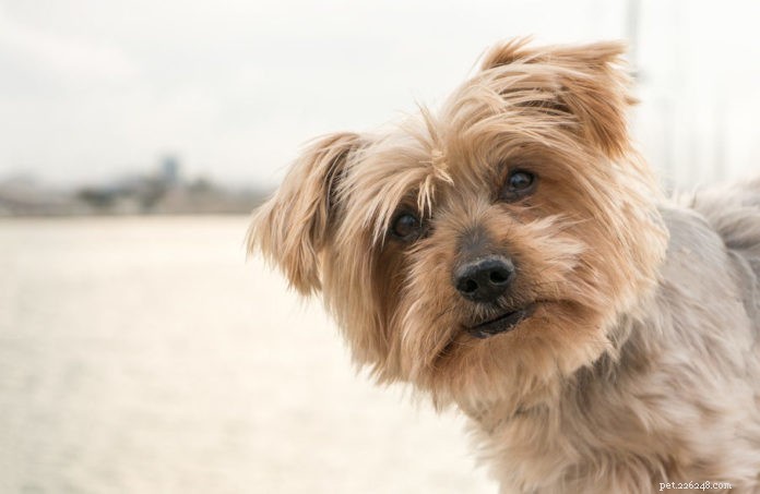 How to Calm a Growling Dog Using Positive Reinforcement
