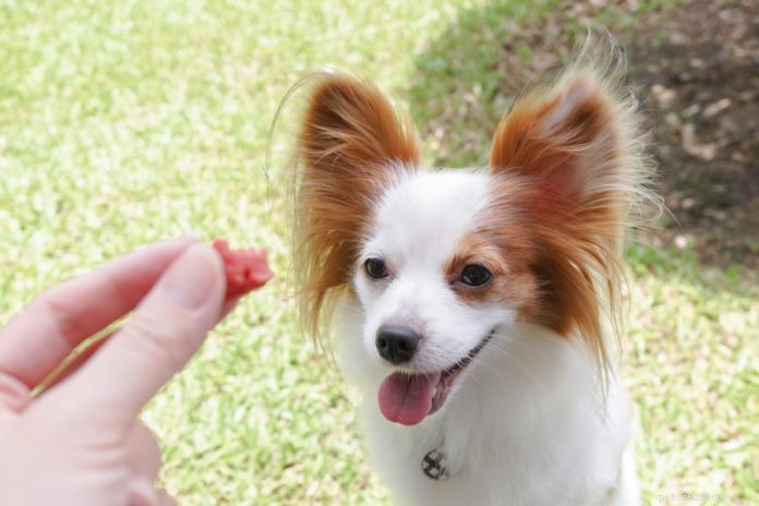 Master Dog Training: Using Treats Effectively Without Dependency