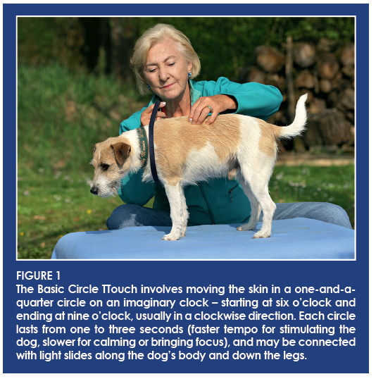 Tellington TTouch®: Proven Method to Resolve Canine Behavior Issues