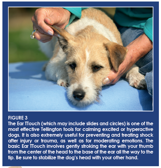 Tellington TTouch®: Proven Method to Resolve Canine Behavior Issues
