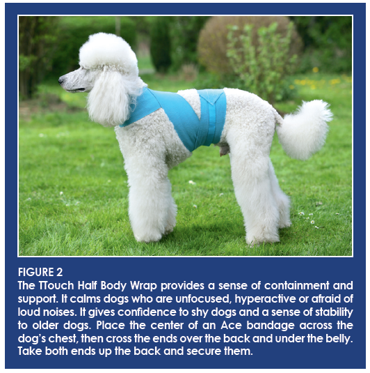 Tellington TTouch®: Proven Method to Resolve Canine Behavior Issues