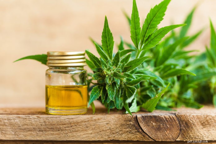 CBD for Dogs: A Safe, Effective Solution to Reduce Anxiety