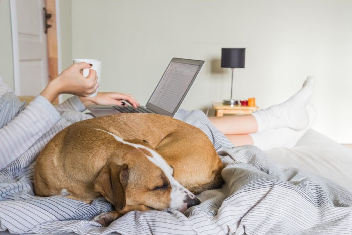 4 Proven Steps for a Joyful, Healthy Low-Maintenance Dog