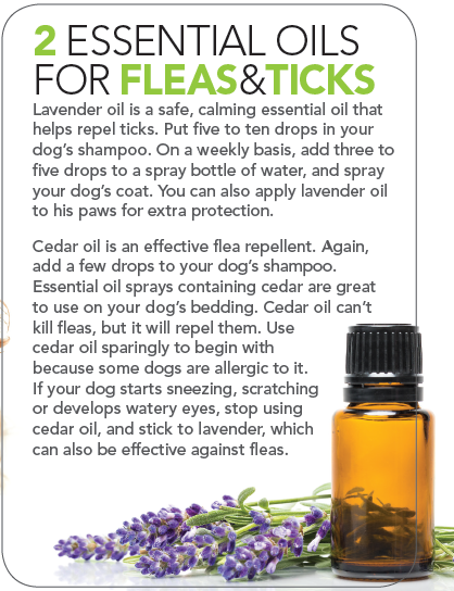 4 Proven Steps for a Joyful, Healthy Low-Maintenance Dog