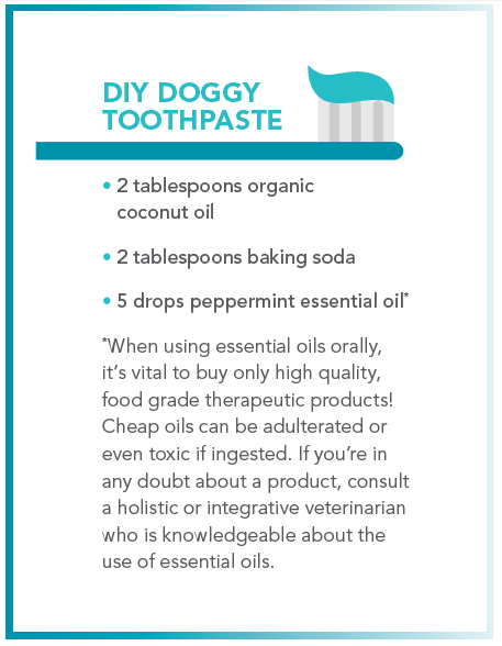 Top Dental Tools for Dogs: Keep Your Pup’s Teeth Healthy & Fresh