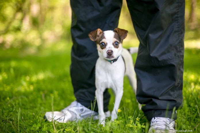 Help Your Dog Overcome Fear of Strangers with Gentle Training