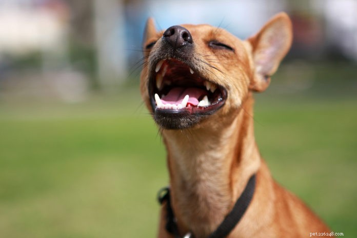 9 Essential Nutrients to Prevent and Support Canine Dental Health
