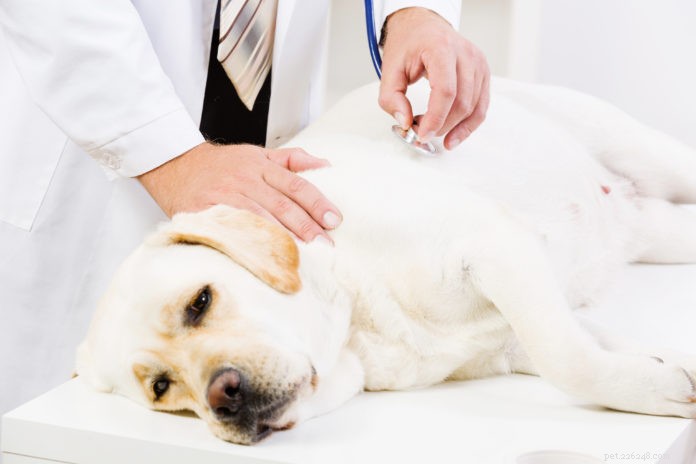 Dog Breast Cancer: Risks, Prevention, and Care