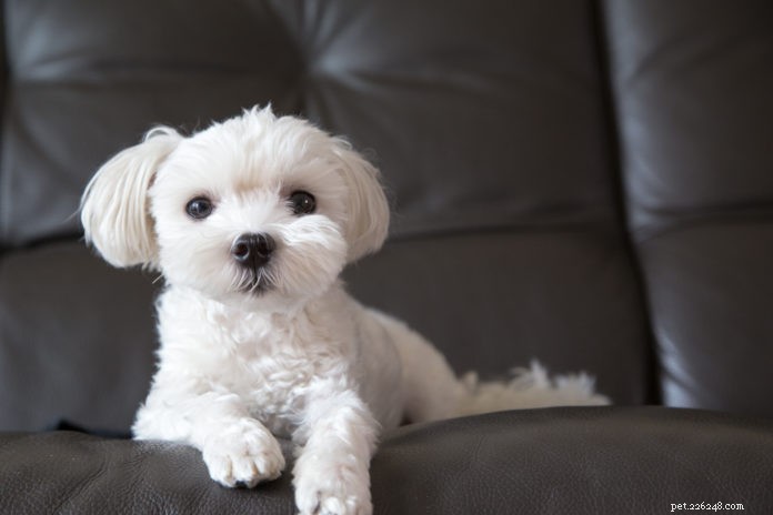 6 Signs Your Dog Is In Pain: How to Spot Them