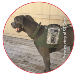 Ensure Your Dog’s Safety with Top-Quality Gear & Expert Tips
