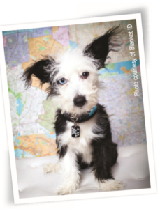 Ensure Your Dog’s Safety with Top-Quality Gear & Expert Tips