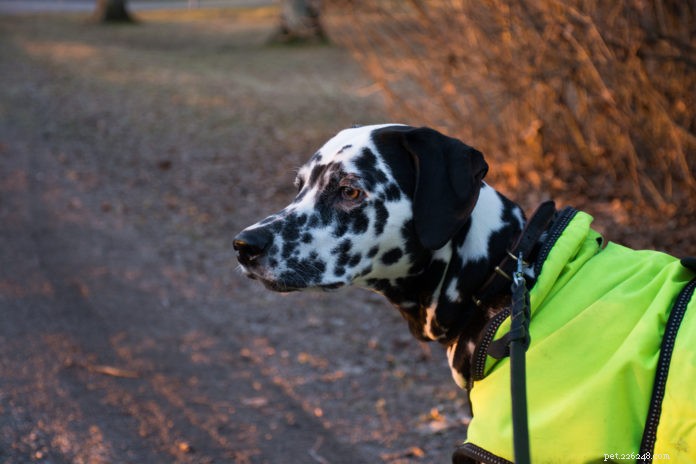 Ensure Your Dog’s Safety with Top-Quality Gear & Expert Tips