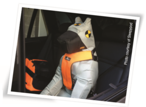 Ensure Your Dog’s Safety with Top-Quality Gear & Expert Tips
